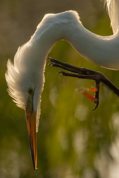 Florida Profile of great egret